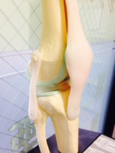 膝模型１